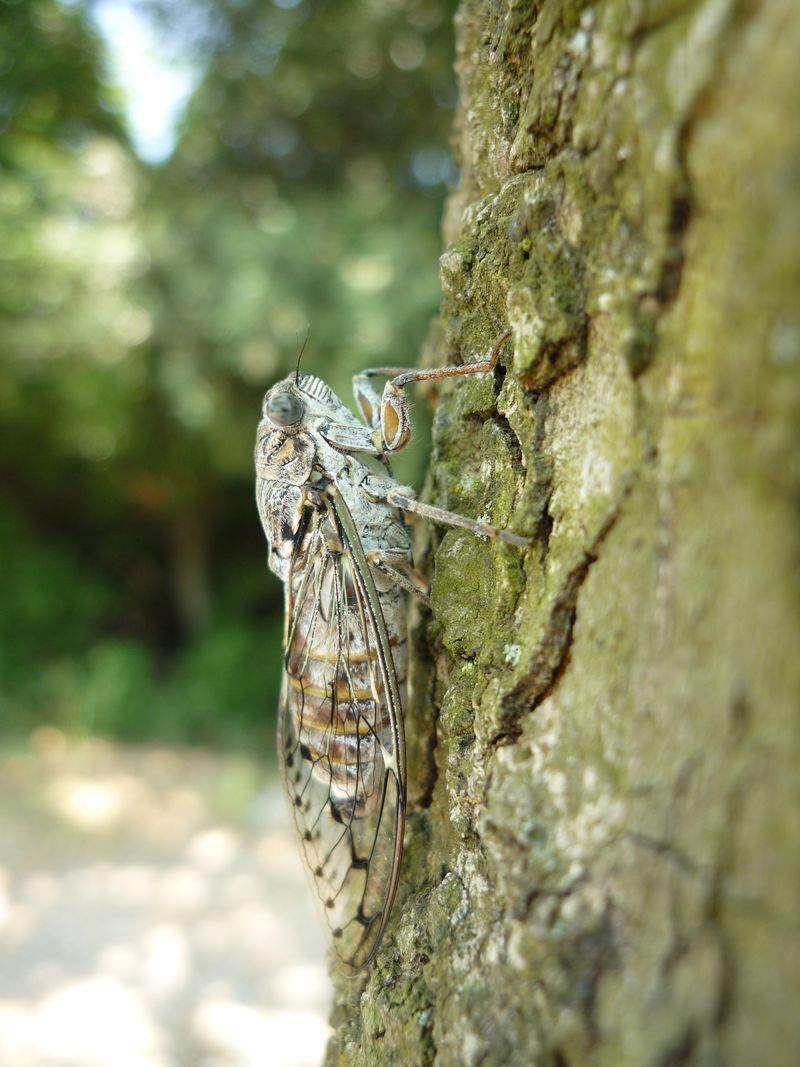 Cicada orni mating